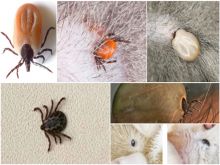 Dịch vụ diệt bọ chét, ve chó uy tín tại Thanh Hóa