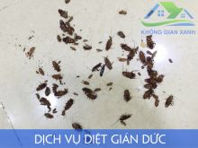 Dịch Vụ Diệt Gián Đức Gián Nhỏ Tận Gốc Tại Nhà