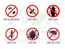 Dịch vụ diệt côn trùng tại Thanh Hóa