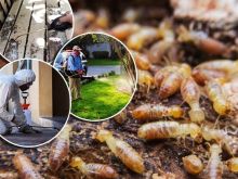 Dịch vụ diệt mối tận gốc tại Thanh Hóa